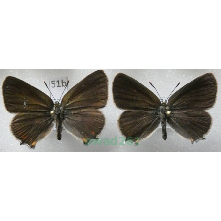 Satyrium acaciae (Fabricius, 1787) pair Czech51b